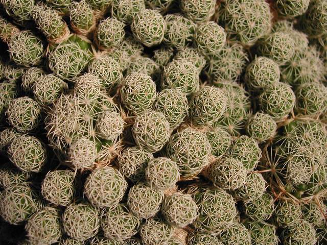 Mammillaria gracilis (1).jpg